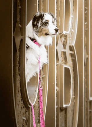 Obroża ,,Misiowasłodycz'' szer.taśmy1,5cm