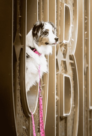 Obroża ,,Misiowasłodycz'' szer.taśmy2,5cm