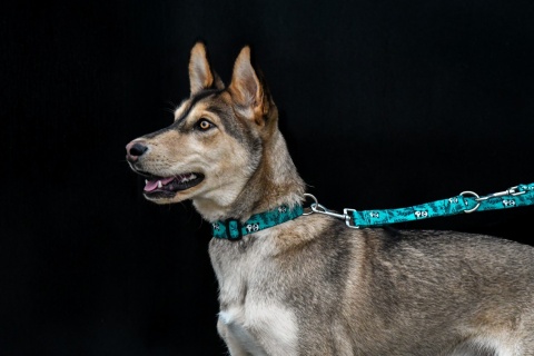 Obroża ,,Pandy'' szer.taśmy 2,5cm