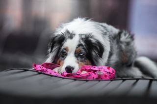 Smycz przepinana ,,Misiowasłodycz'' szer.taśmy1,5cm