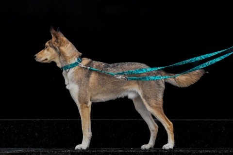 Smycz przepinana ,,Pandy'' szer.taśmy 2cm