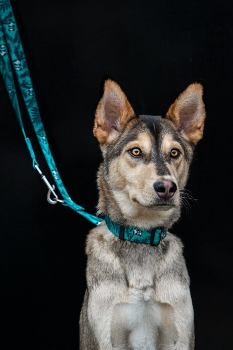 Smycz przepinana ,,Pandy'' szer.taśmy 2cm