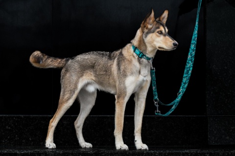 Smycz przepinana ,,Pandy" szer.taśmy2,5cm