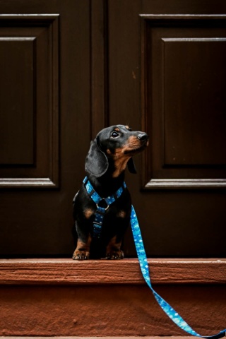 Smycz przepinana ,,Śnieżynki'' szer.taśmy 2cm