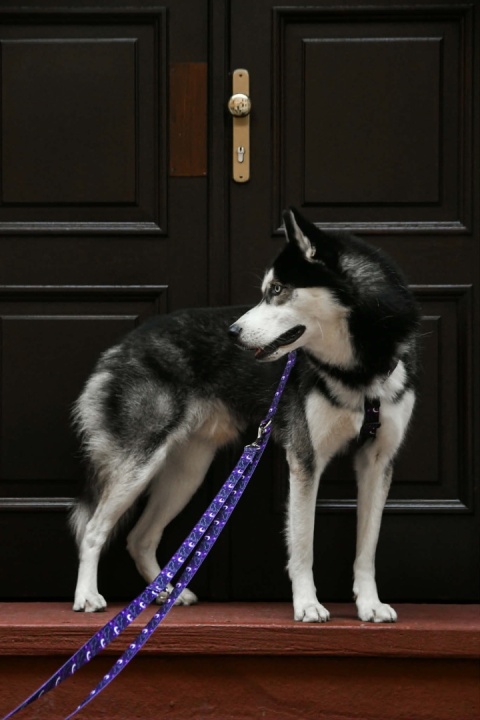 Smycz przepinana ,,Wilk pod księżycem'' szer.taśmy 2,5cm