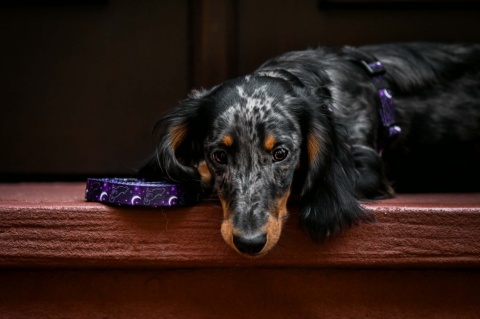 Smycz przepinana ,,Wilk pod księżycem'' szer.taśmy 2cm