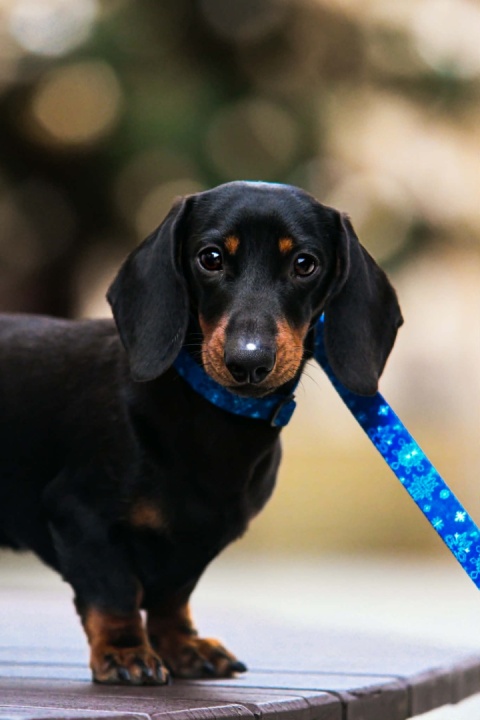 Smycz przpinana ,,Śnieżynki'' szer.taśmy 1,5cm