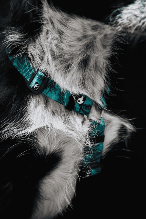 Szelki guard ,,Pandy'' szer.taśmy 1,5cm