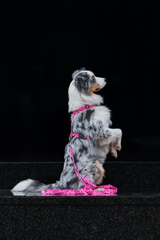 Szelki guard ,,Misiowasłodycz'' szer.taśmy 1,5cm