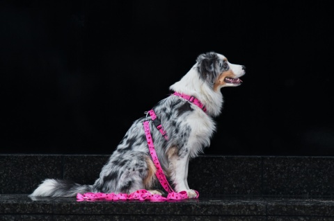 Szelki guard ,,Misiowasłodycz'' szer.taśmy 2cm