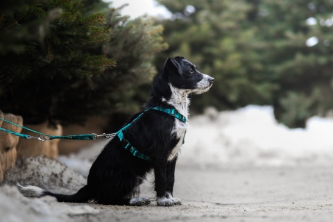 Szelki guard ,,Pandy'' szer.taśmy 2,5cm