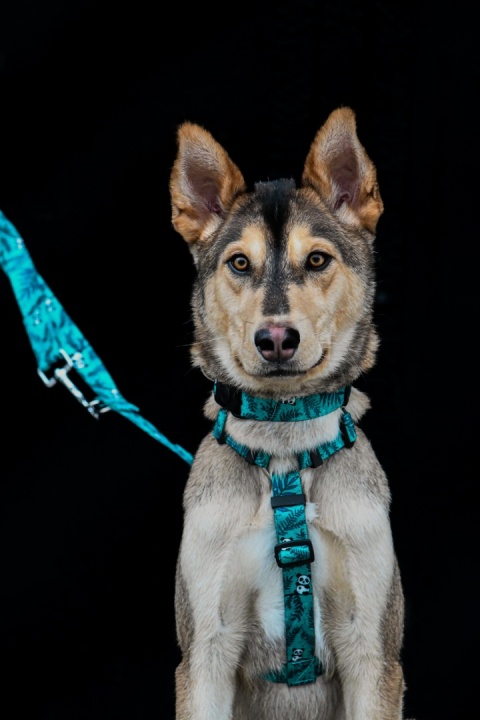 Szelki guard ,,Pandy'' szer.taśmy 2,5cm