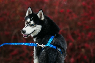 Szelki guard ,,Śnieżynki'' szer.taśmy 2,5cm