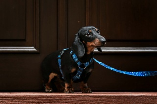 Szelki guard ,,Śnieżynki'' szer.taśmy 2cm
