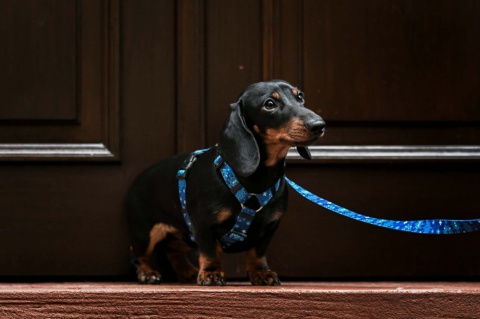 Szelki guard ,,Śnieżynki'' szer.taśmy 2cm
