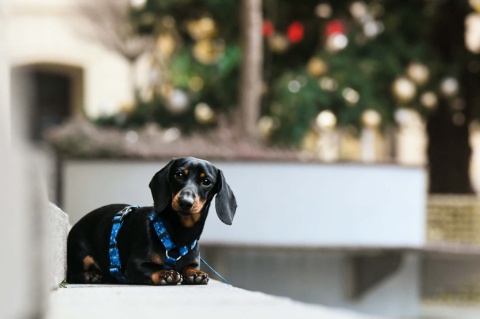 Szelki guard ,,Śnieżynki" szer.taśmy 1,5cm