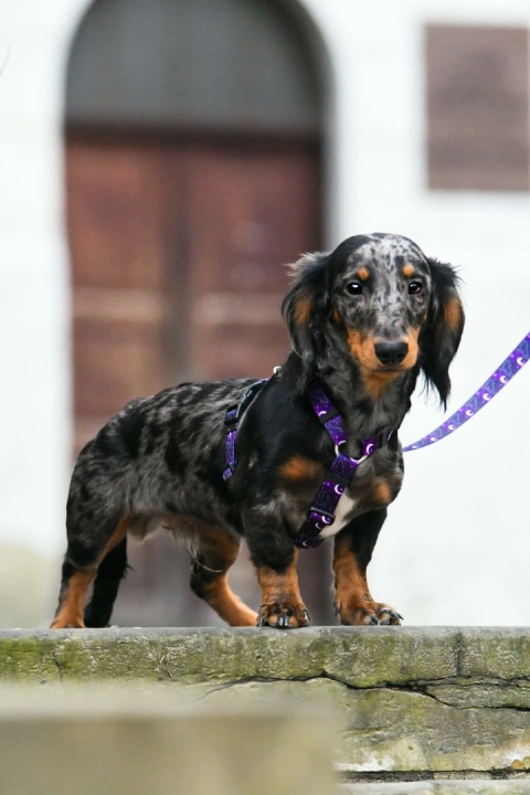 Szelki guard ,,Wilk pod księżycem'' szer.taśmy.2,5cm