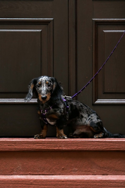 Szelki guard ,,Wilk pod księżycem'' szer.taśmy.2,5cm